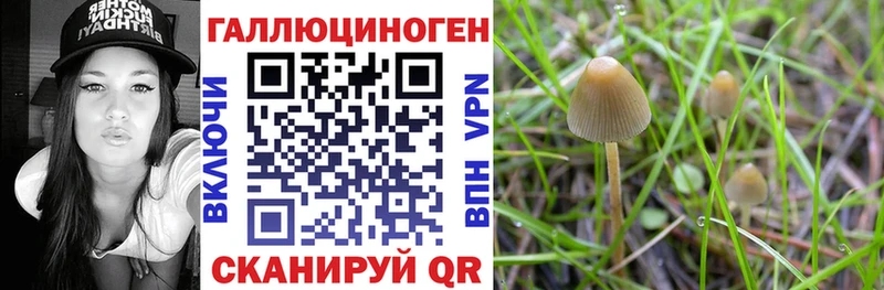 Псилоцибиновые грибы GOLDEN TEACHER  где купить наркотик  Шилка 